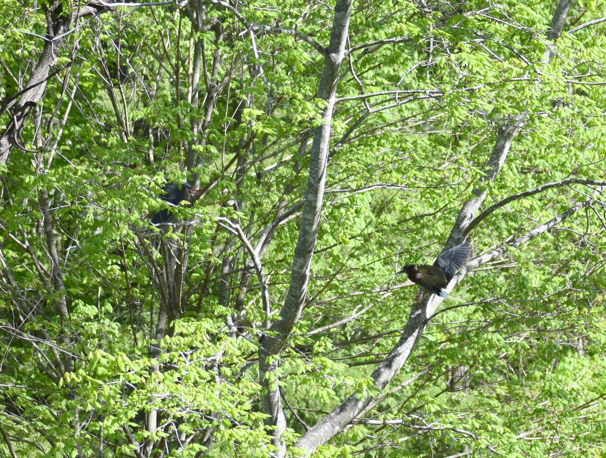 Green Heron - Robin Toler