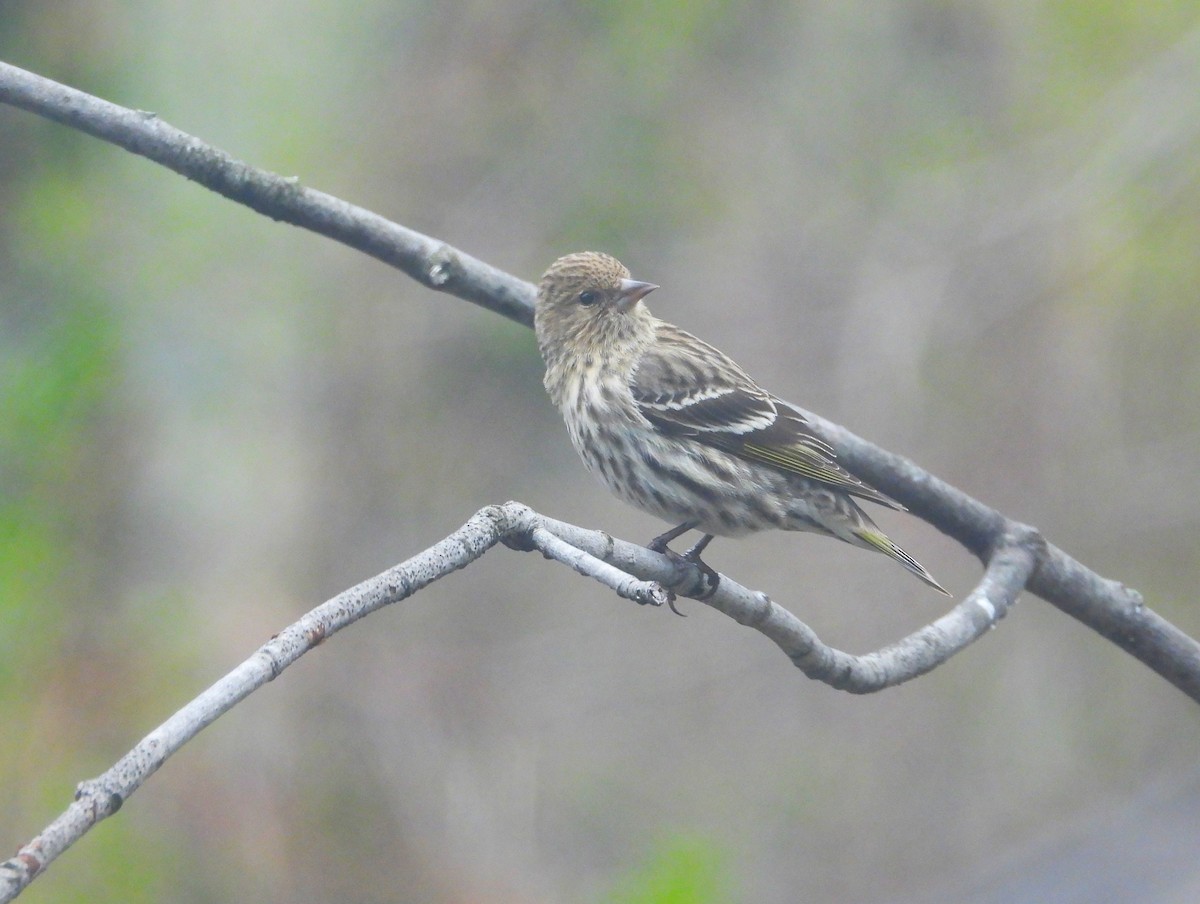 Pine Siskin - ML618114945