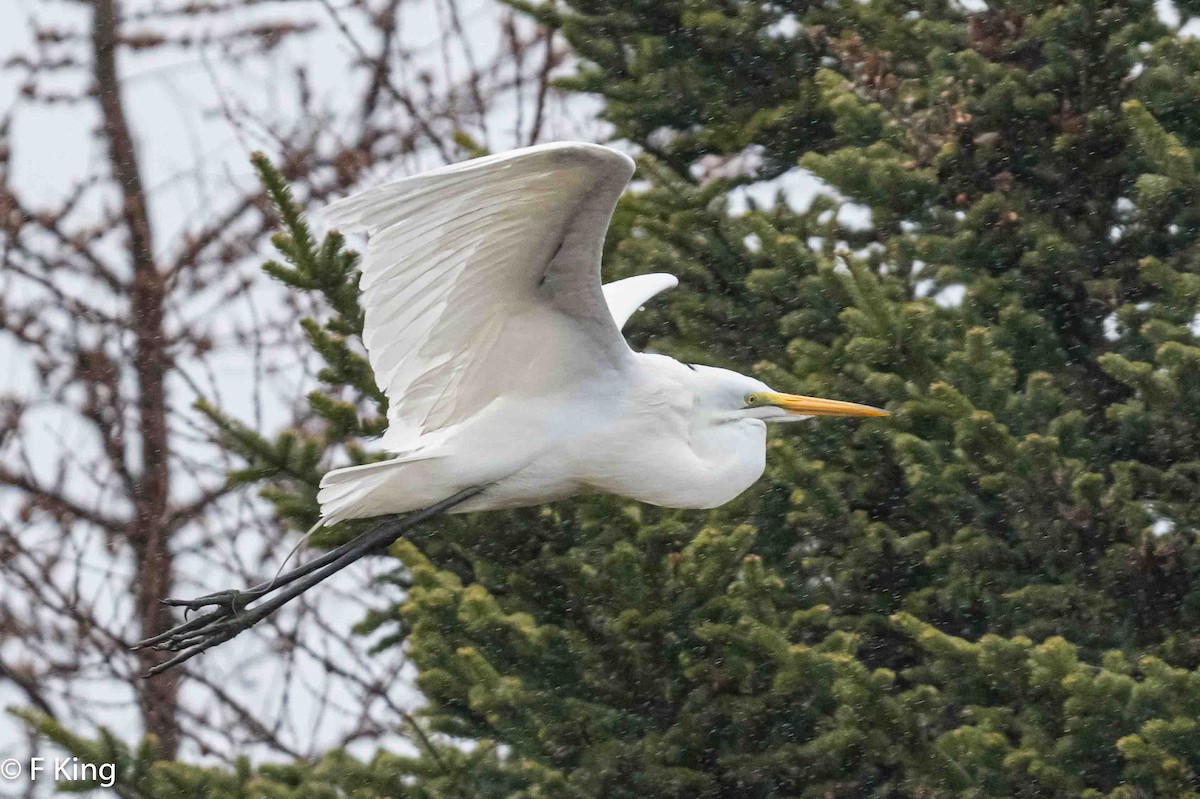 Great Egret - ML618114947