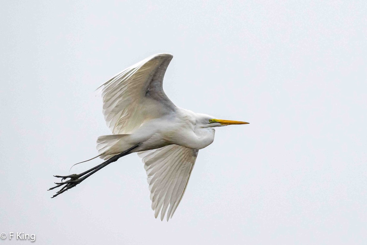 Great Egret - ML618114949