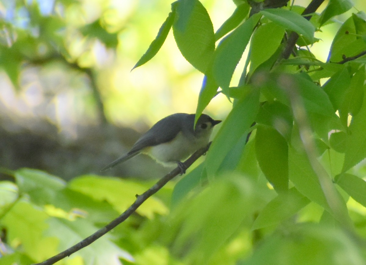 Tufted Titmouse - Robin Toler