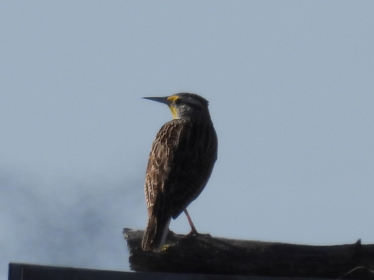 Western Meadowlark - Marilyn Weber