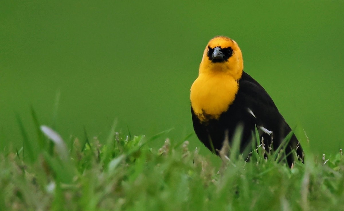 Yellow-headed Blackbird - ML618114974