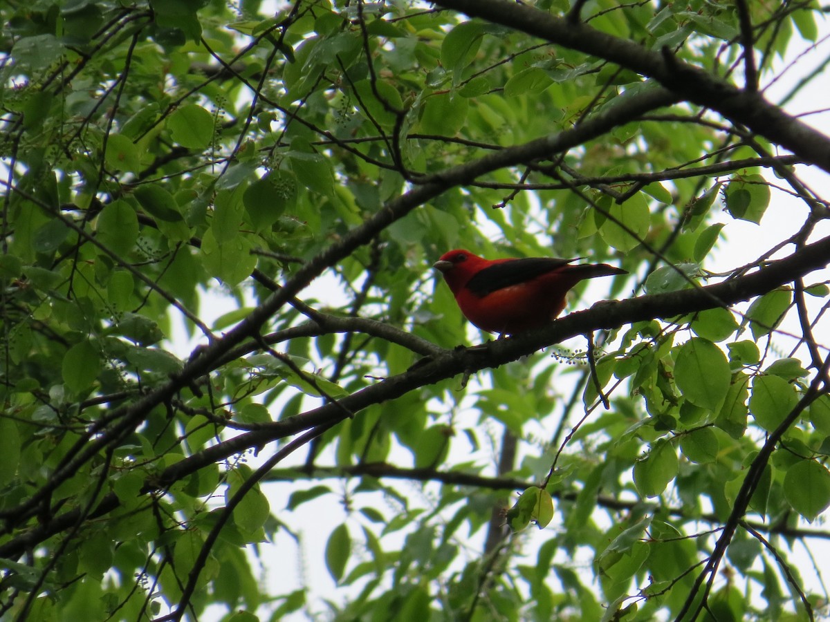 Scarlet Tanager - Damon Orsetti