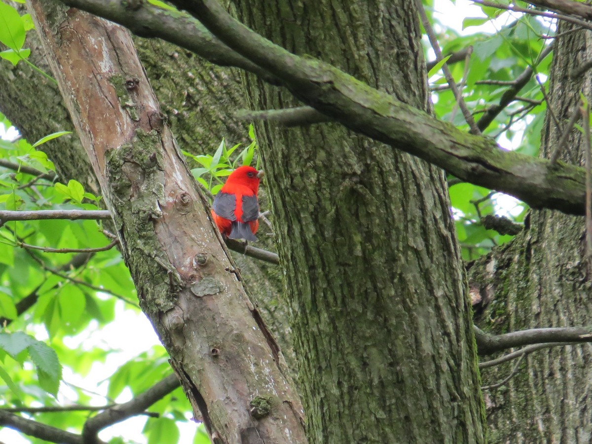 Scarlet Tanager - Damon Orsetti