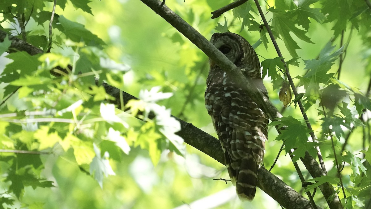 Barred Owl - Sunil Thirkannad