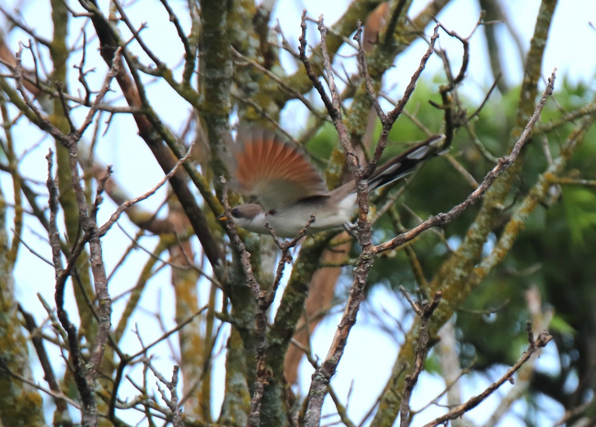 Yellow-billed Cuckoo - ML618115031