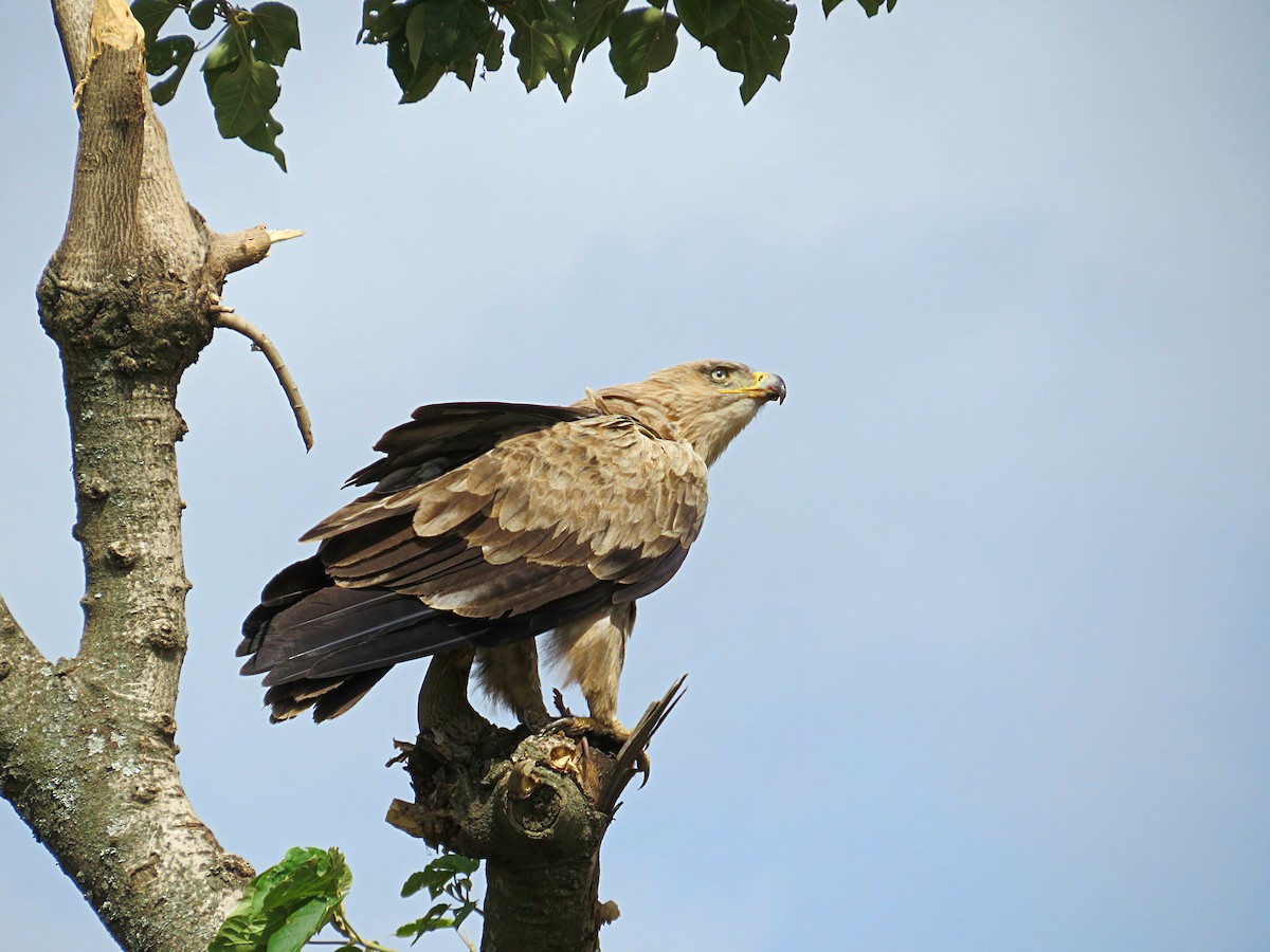 Tawny Eagle - Andrew Cauldwell