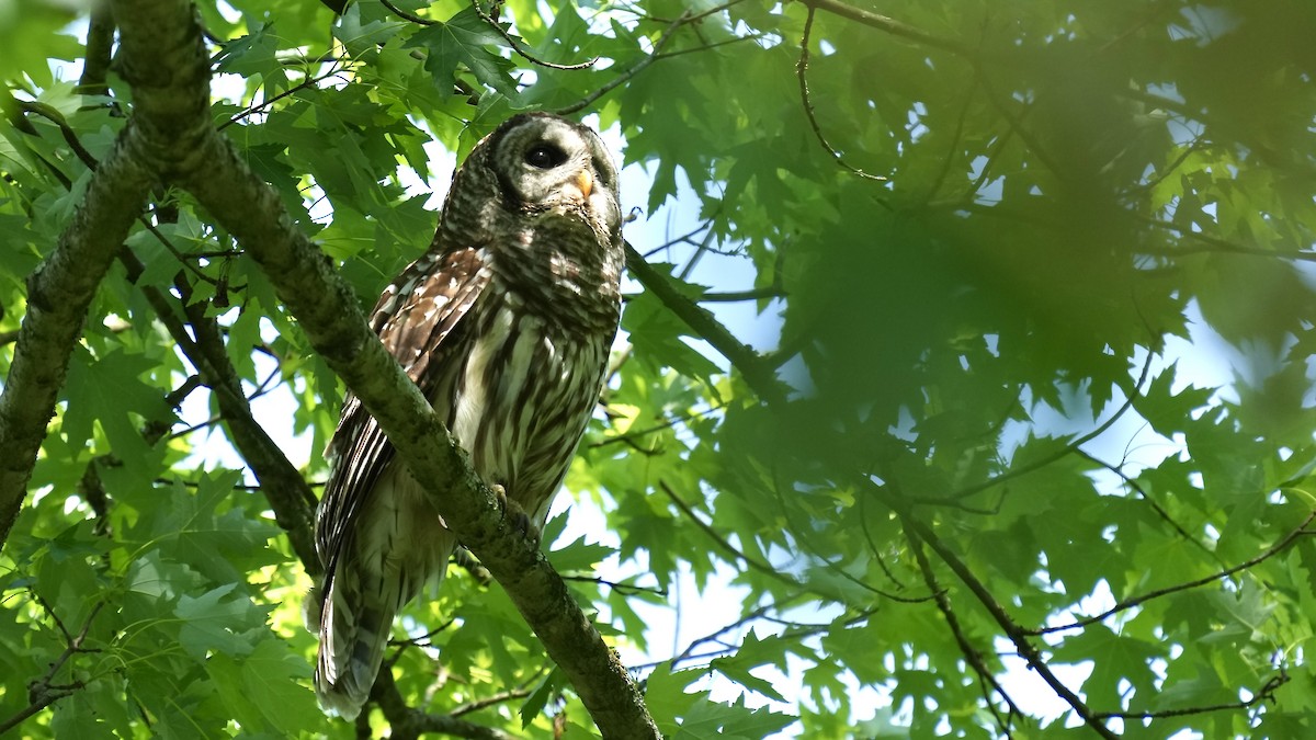 Barred Owl - Sunil Thirkannad