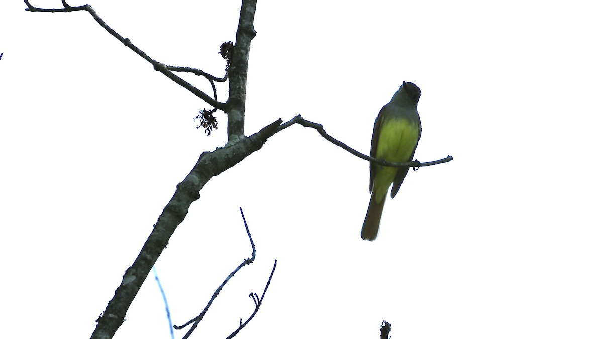 Great Crested Flycatcher - Sunil Thirkannad