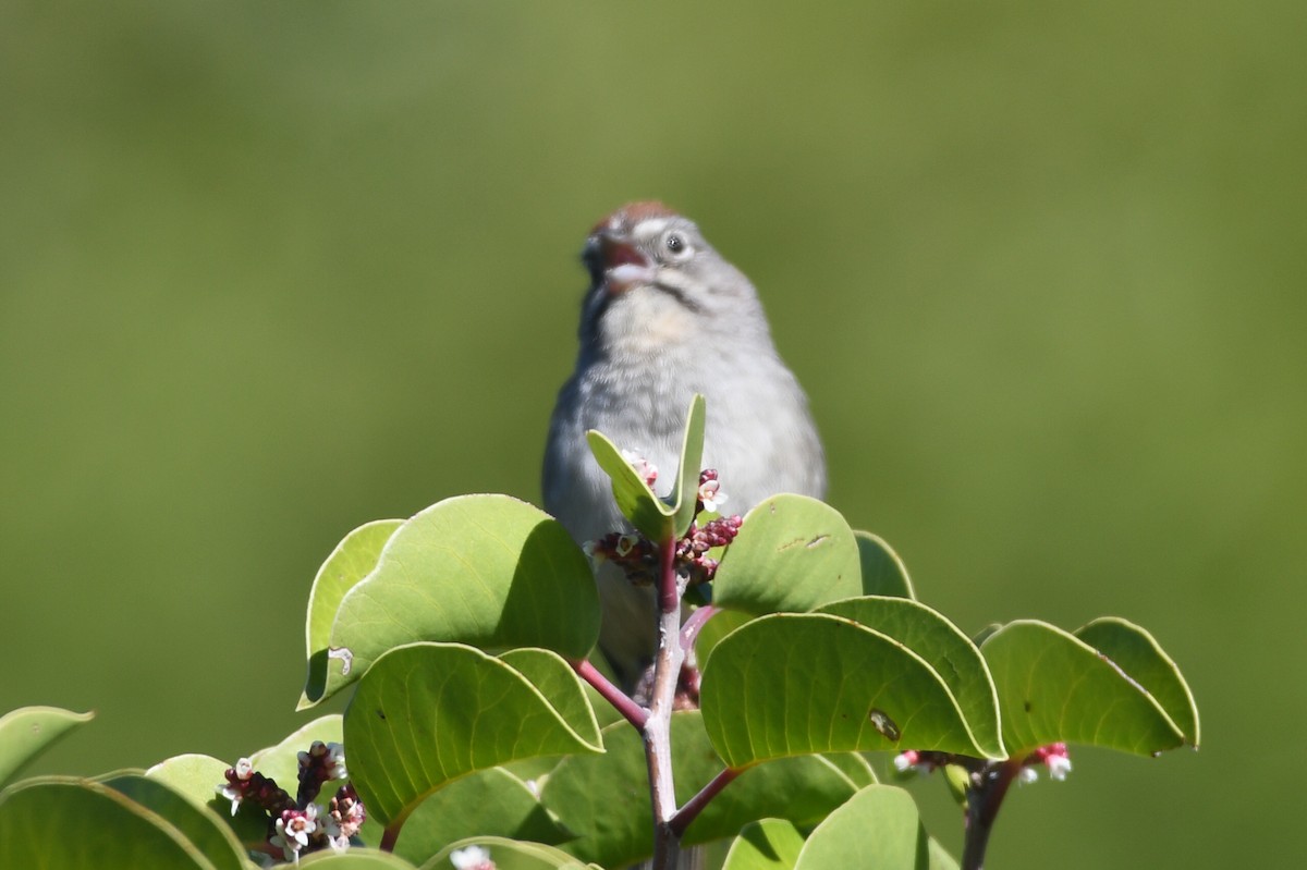 Rufous-crowned Sparrow - Max Leibowitz