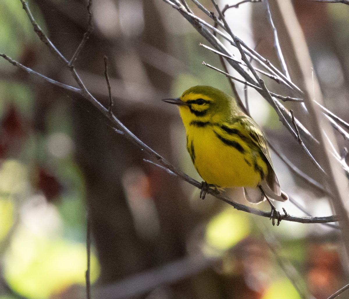 Prairie Warbler - ML618115124