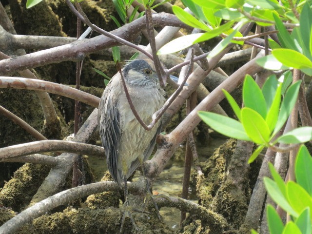 Yellow-crowned Night Heron - ML618115125