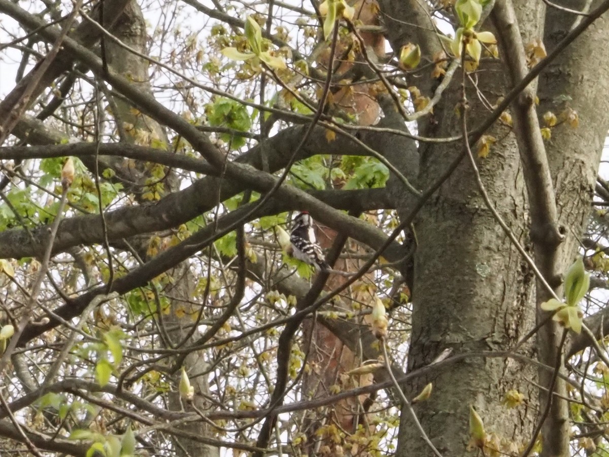 Downy Woodpecker - Bob Maddox