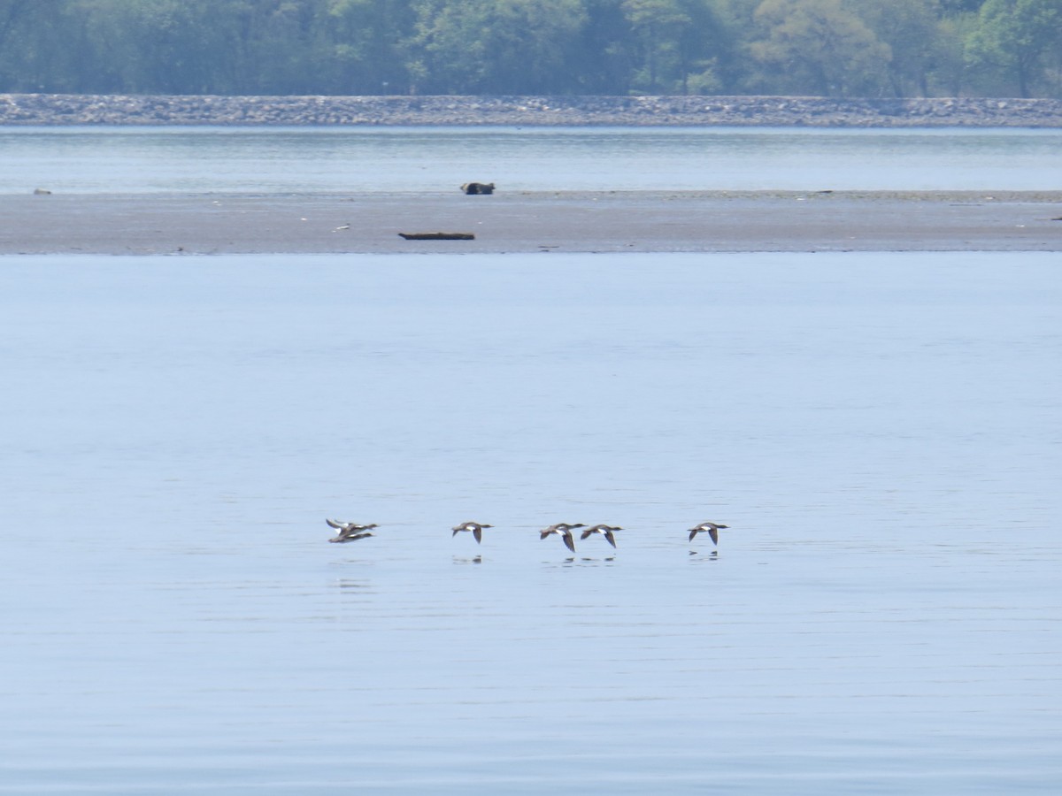 Red-breasted Merganser - Damon Orsetti