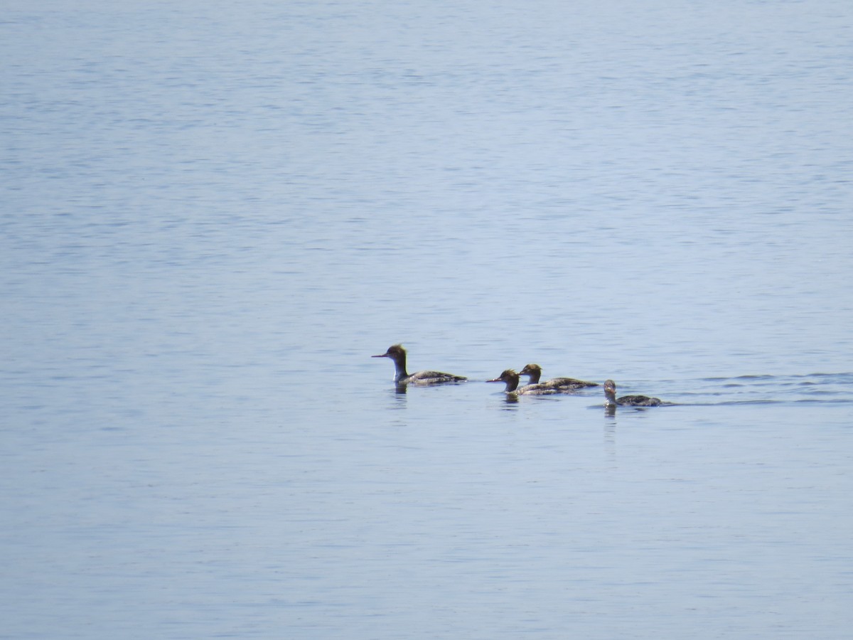 Red-breasted Merganser - ML618115173