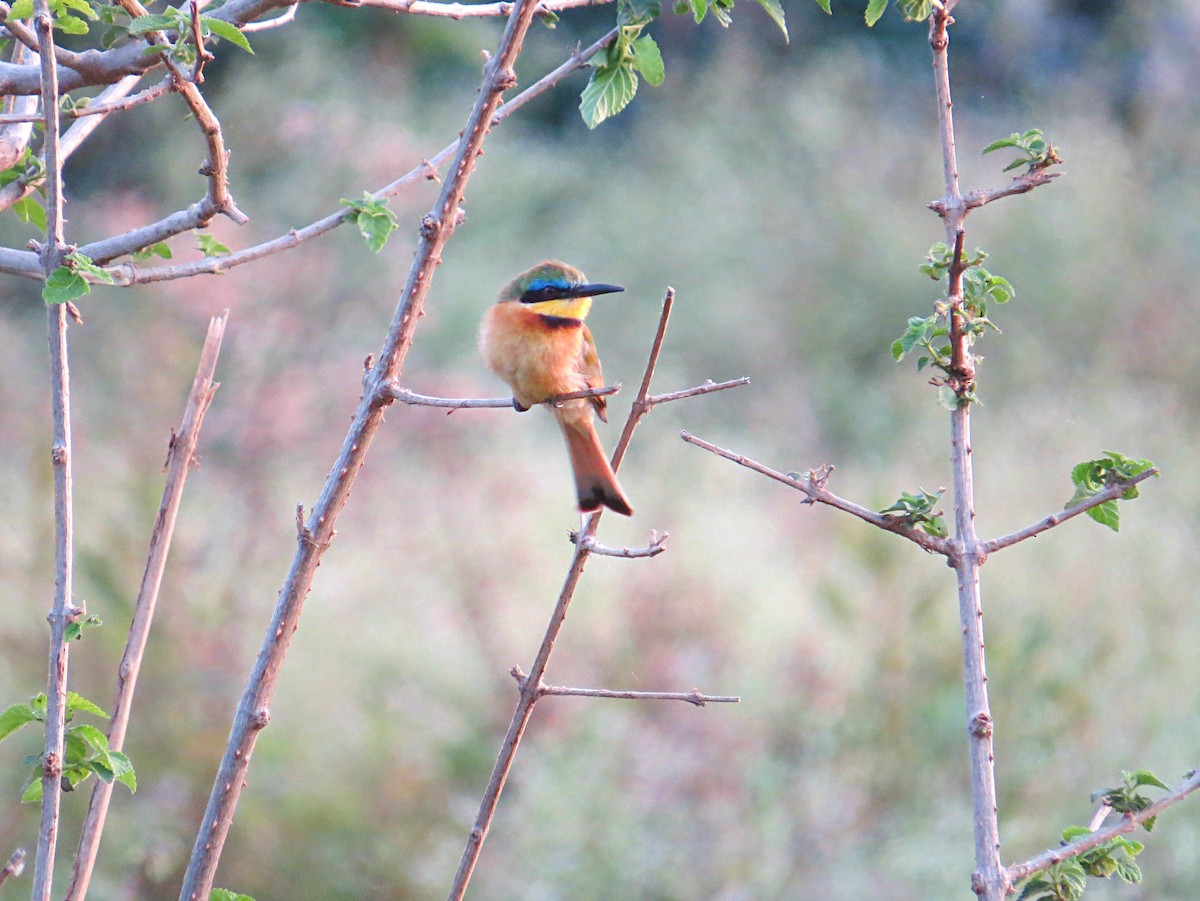 Ethiopian Bee-eater - Andrew Cauldwell