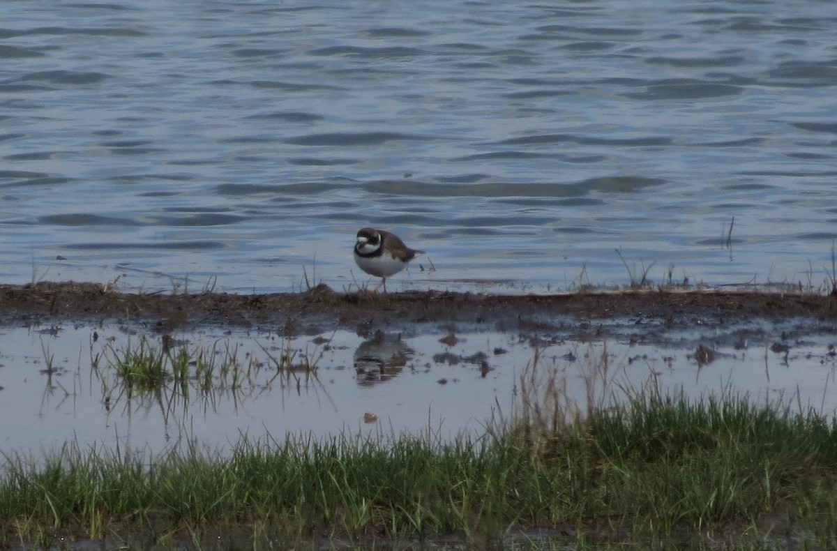 Semipalmated Plover - ML618115200