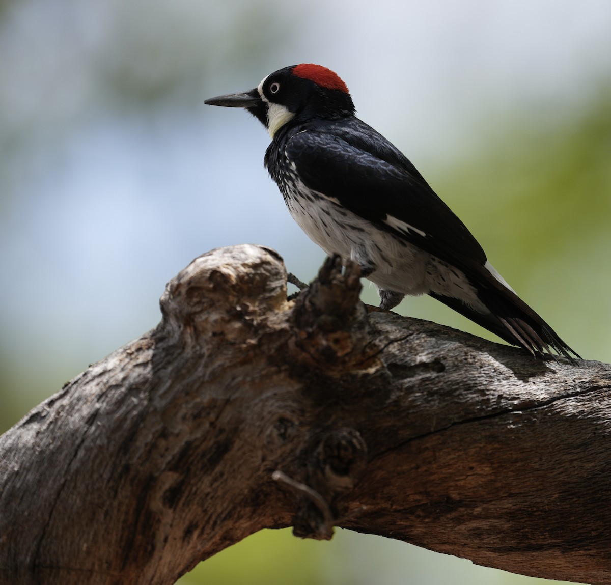 Acorn Woodpecker - ML618115233