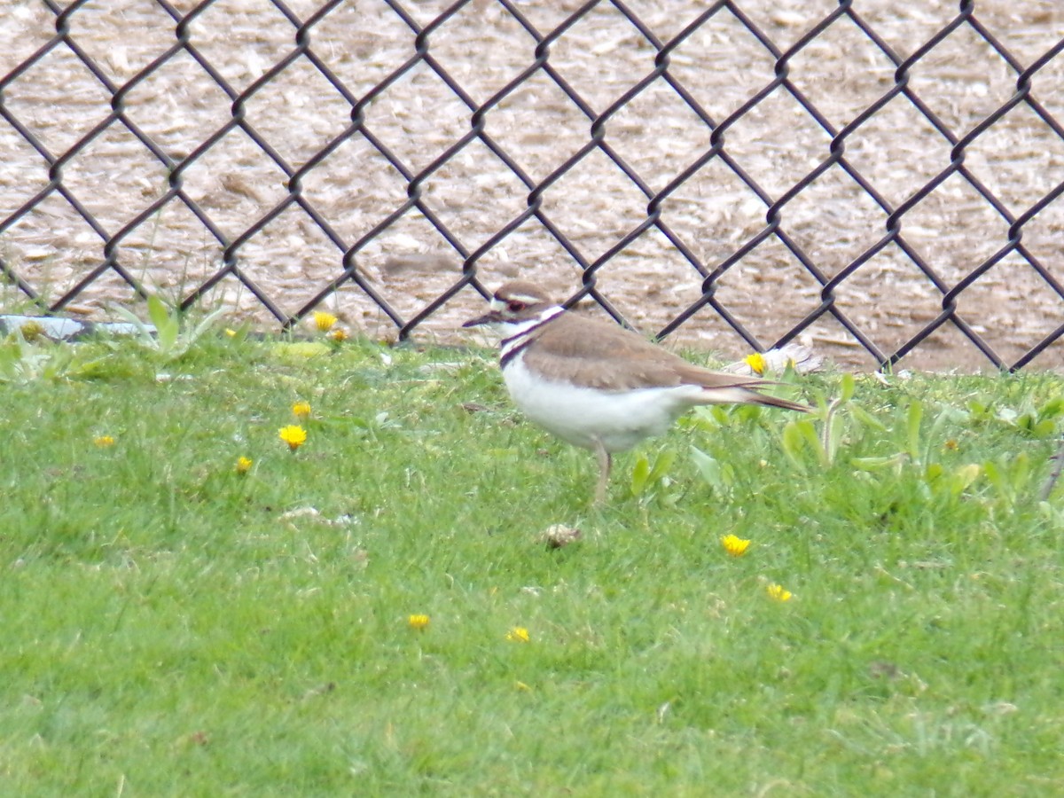 Killdeer - ML618115260