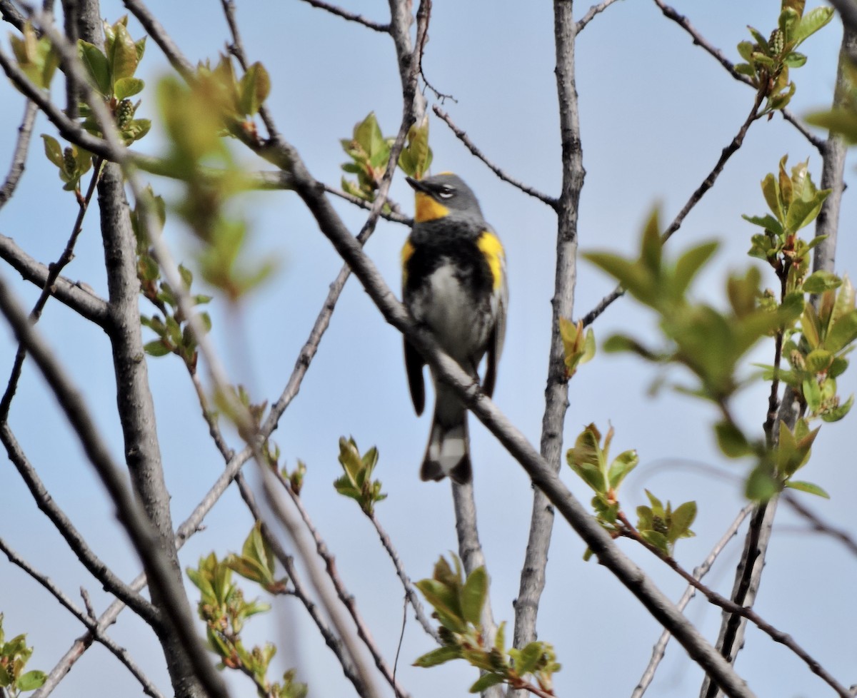 Yellow-rumped Warbler (Audubon's) - Daniel Casey