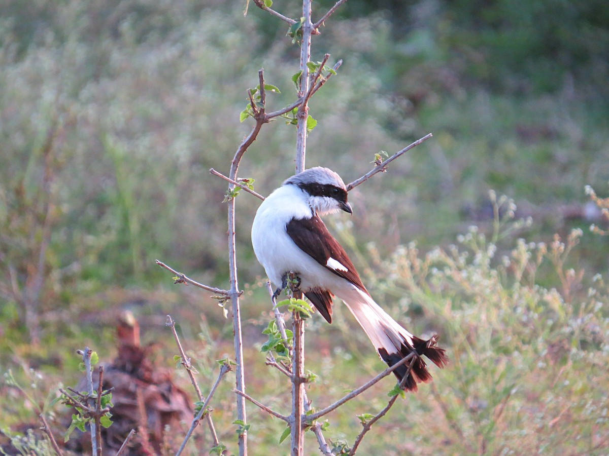 Gray-backed Fiscal - Andrew Cauldwell