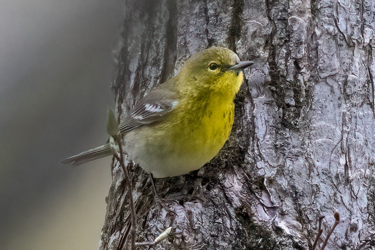 Pine Warbler - Nadine Bluemel