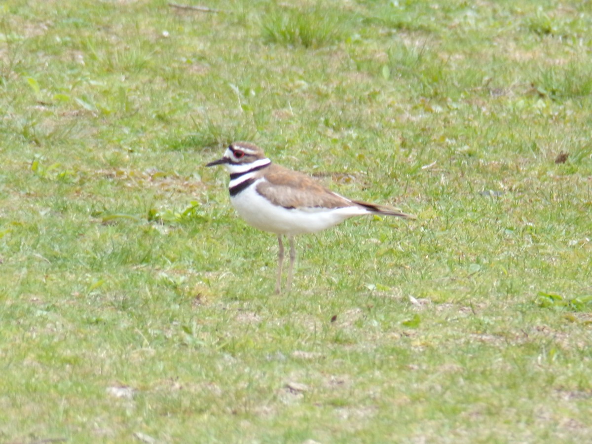 Killdeer - ML618115295