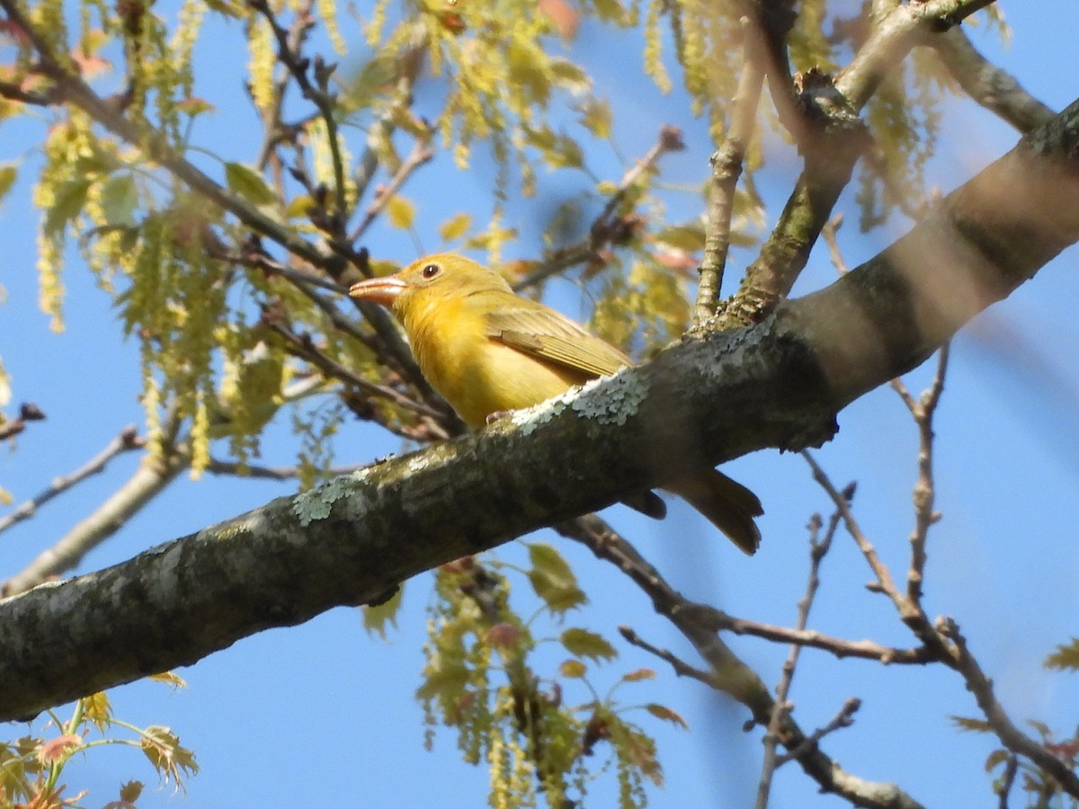 Summer Tanager - ML618115305