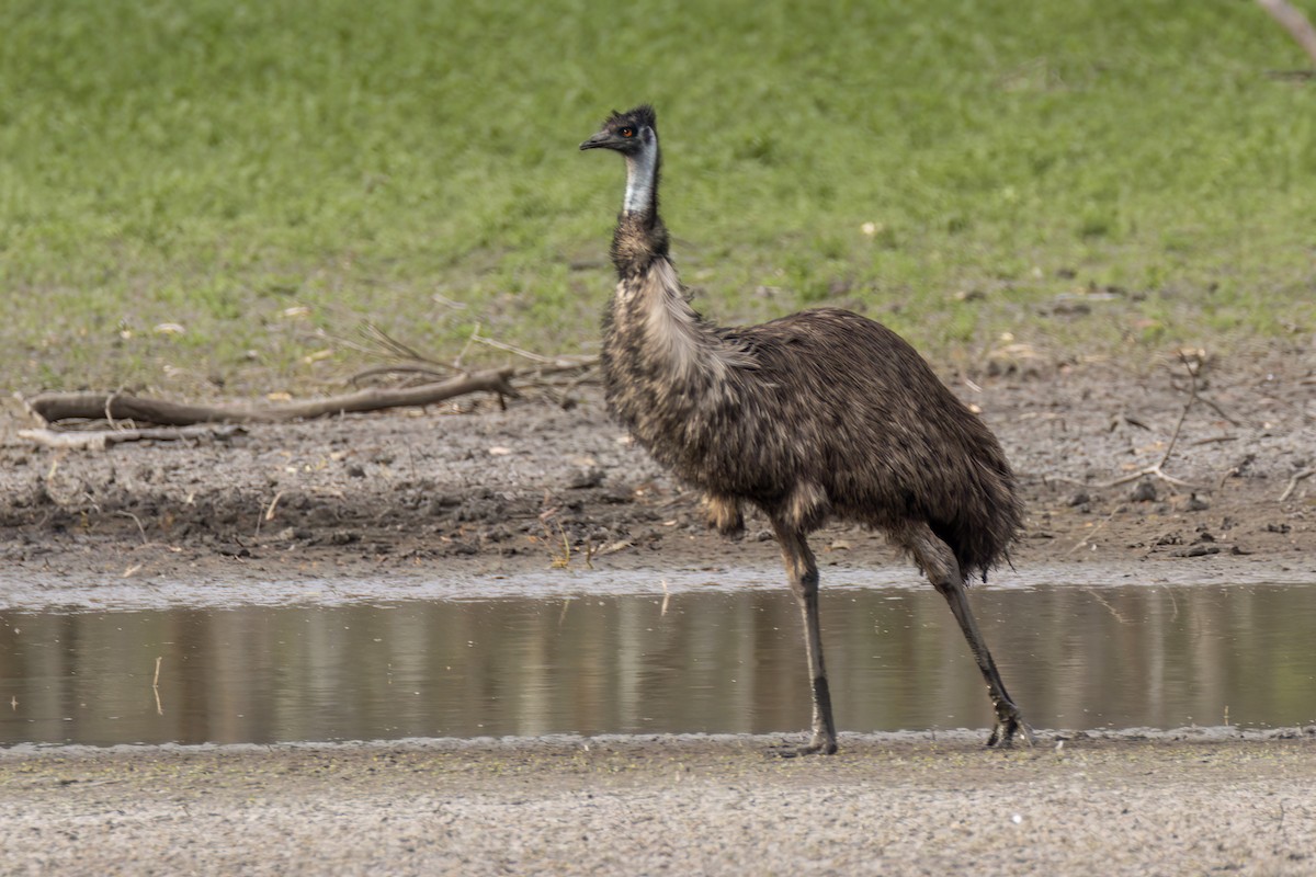 emu hnědý - ML618115328