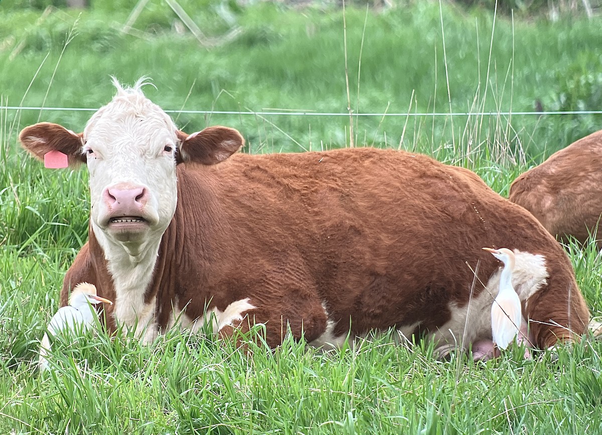 Western Cattle-Egret - ML618115338