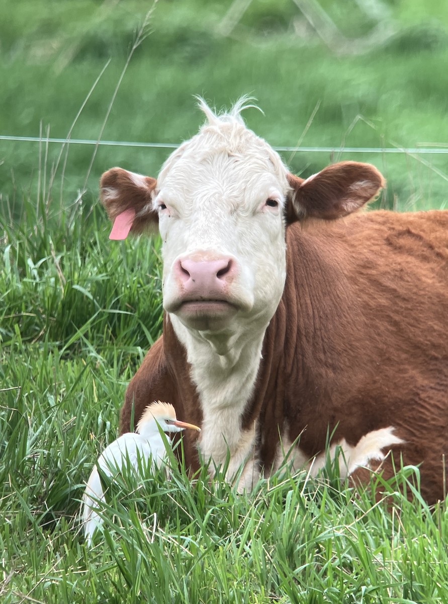 Western Cattle-Egret - ML618115339