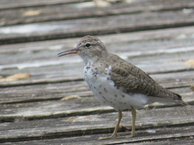 Spotted Sandpiper - ML618115347