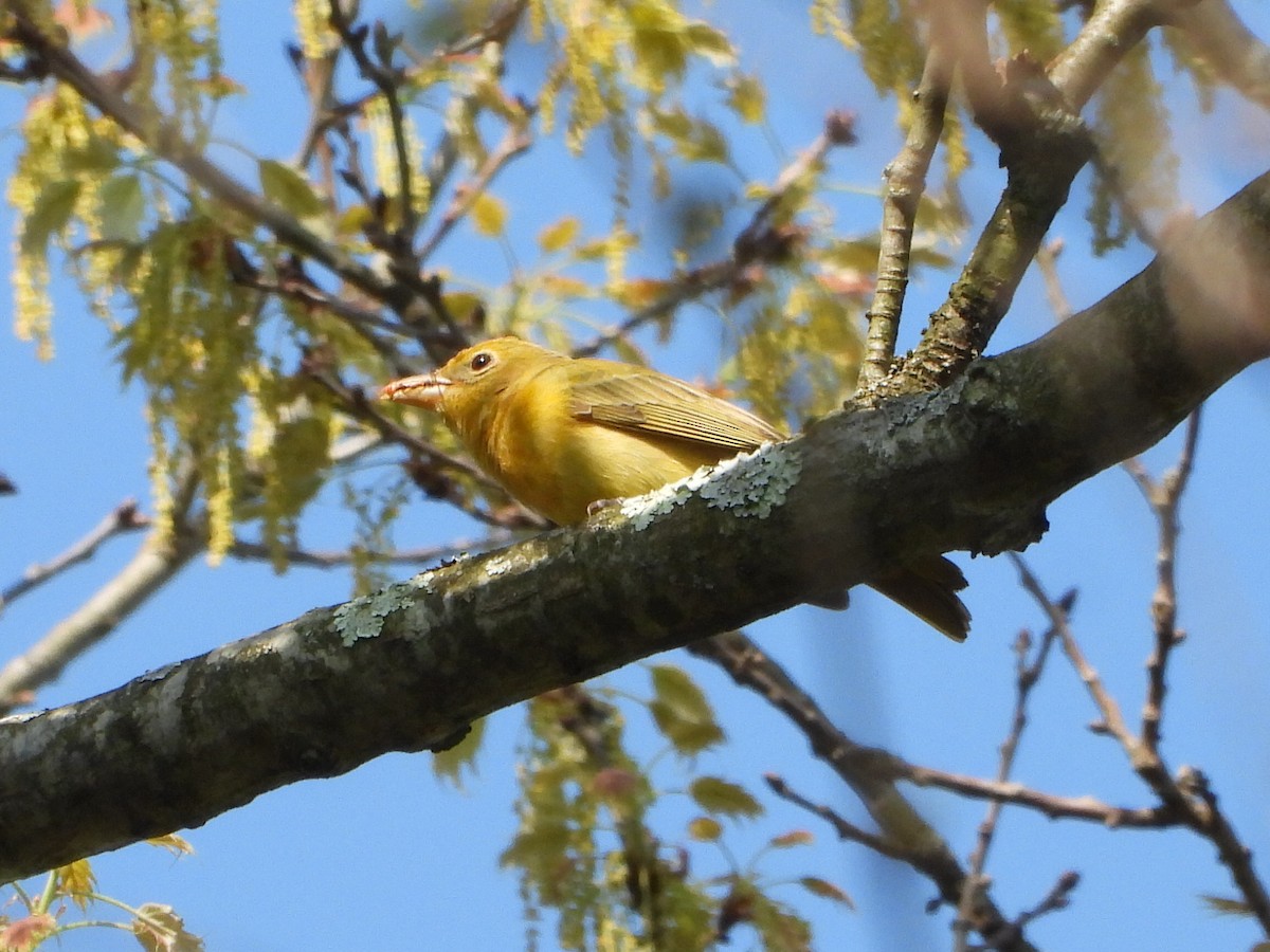 Summer Tanager - ML618115349