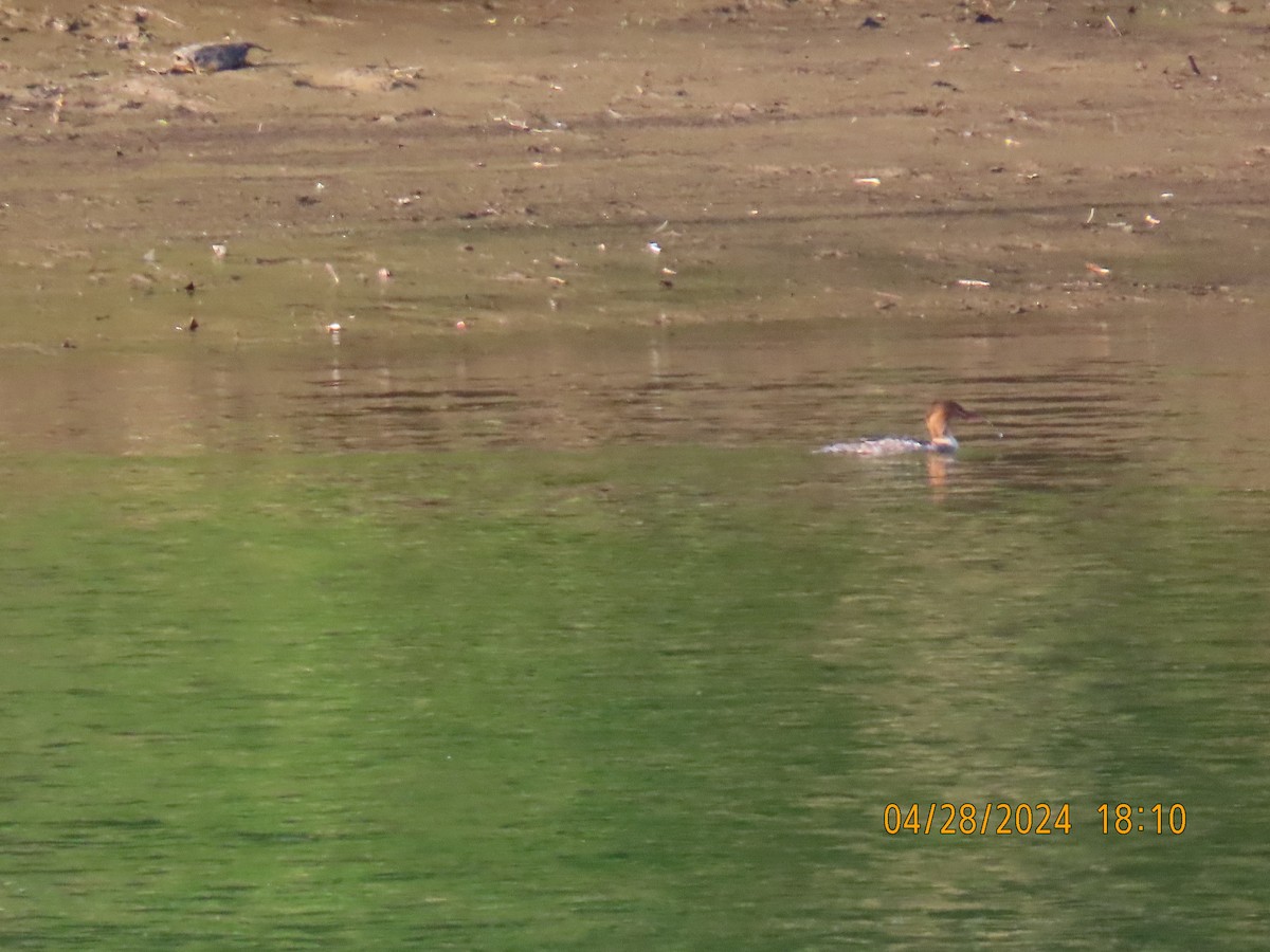 Red-breasted Merganser - Ed Wallace