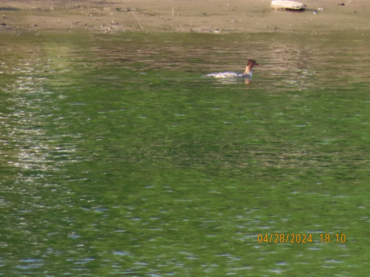 Red-breasted Merganser - ML618115369