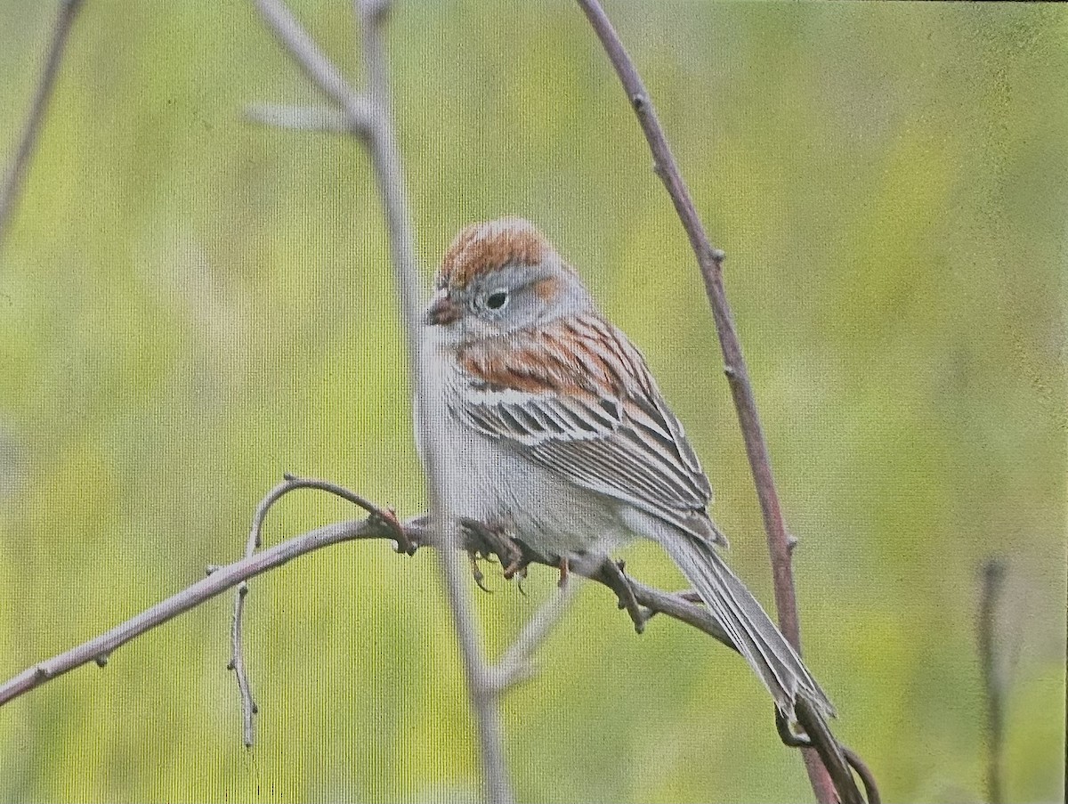 Field Sparrow - Cheryl Rizzo