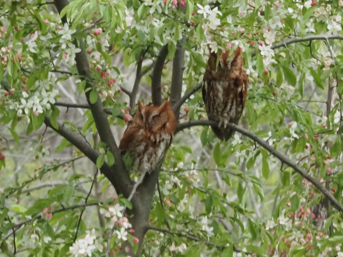 Eastern Screech-Owl - Bob Maddox