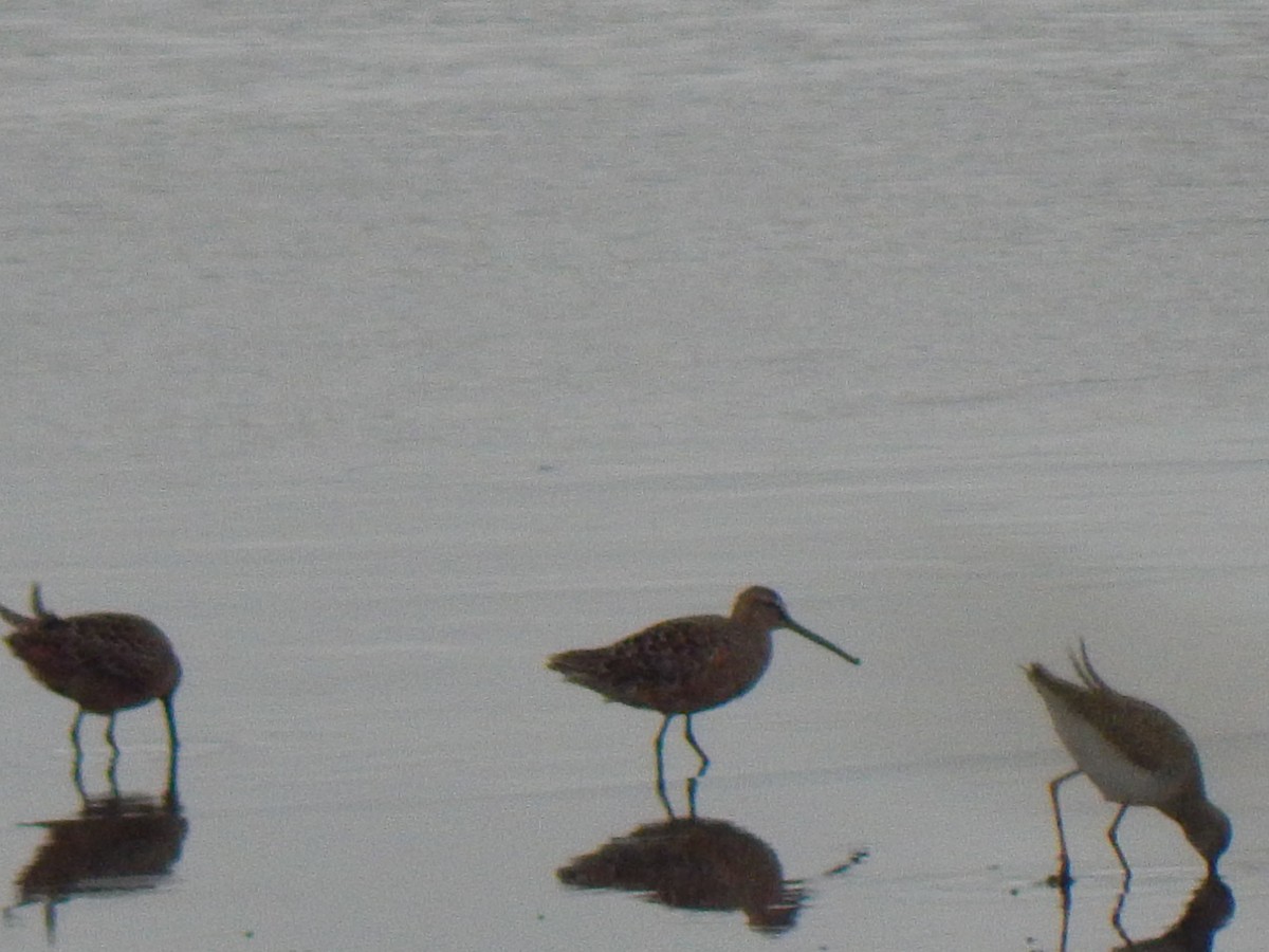 Long-billed Dowitcher - ML618115398