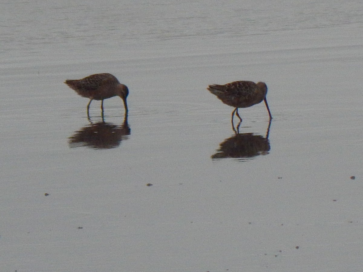 Long-billed Dowitcher - ML618115399