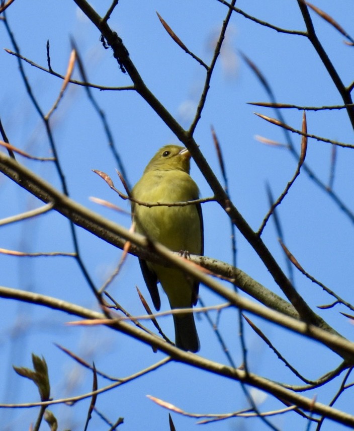 Scarlet Tanager - ML618115402