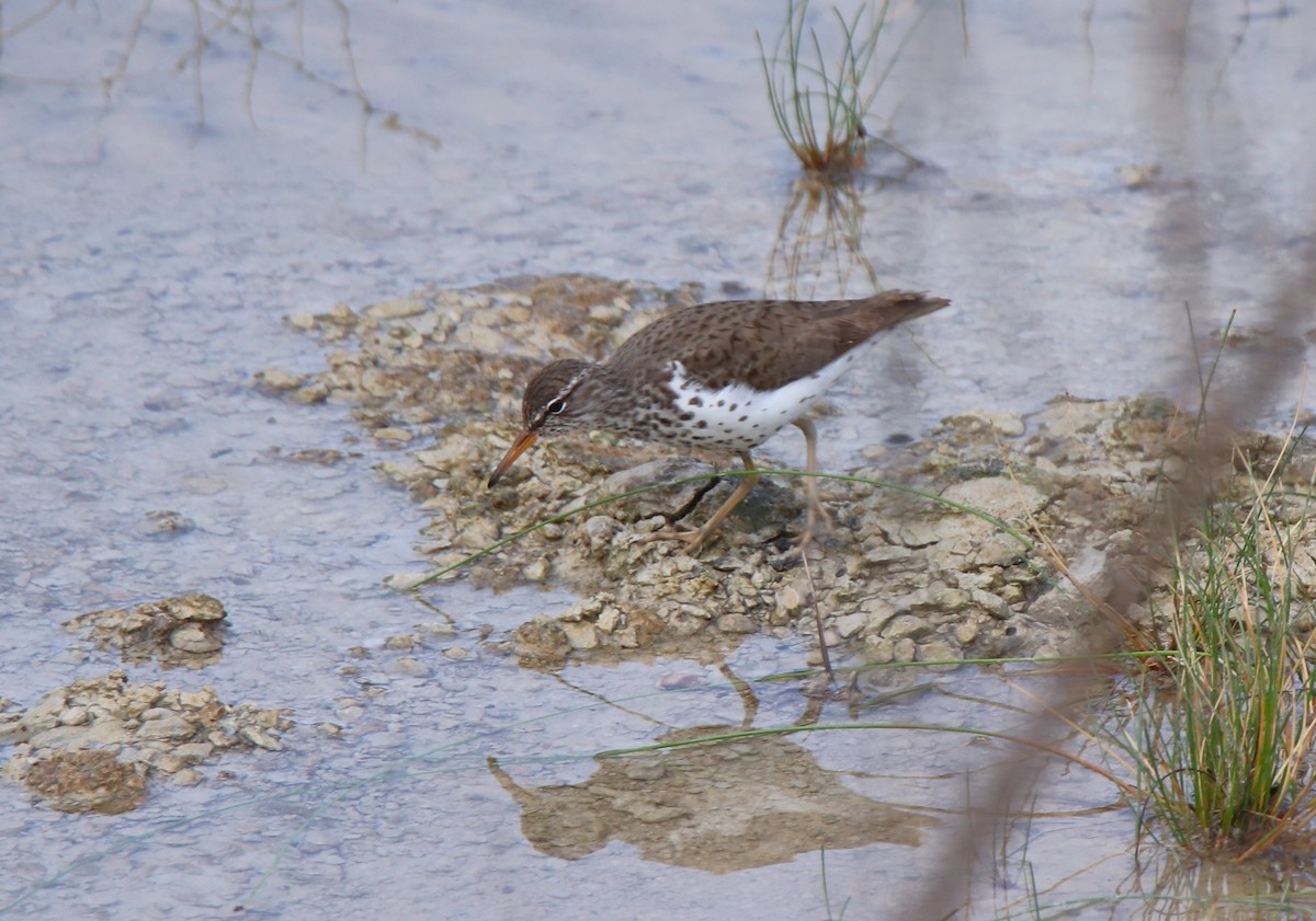 Spotted Sandpiper - ML618115411