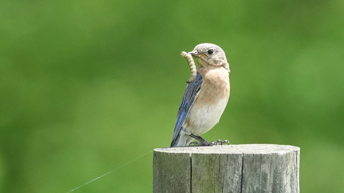 Eastern Bluebird - Sunil Thirkannad