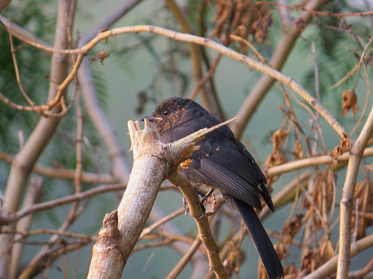 Kuzeyli Drongo Sinekkapanı - ML618115422