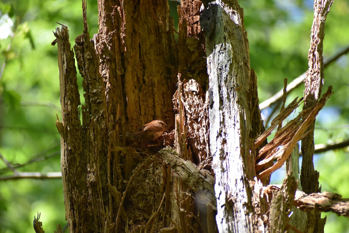 Carolina Wren - Robin Toler