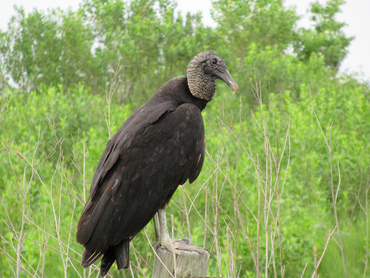 Black Vulture - Cristina Armas