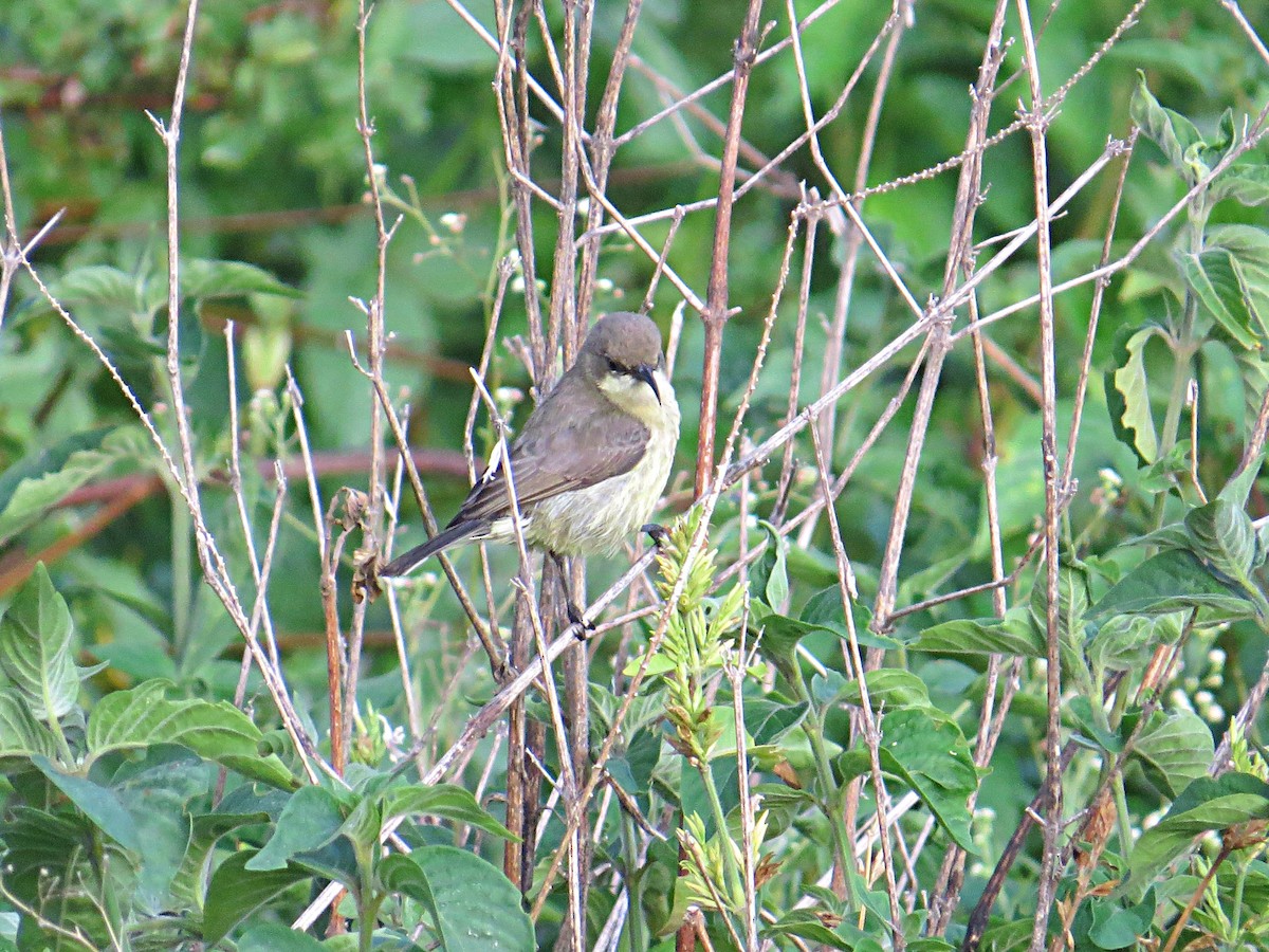 Copper Sunbird - Andrew Cauldwell