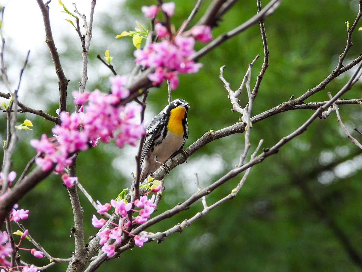 Yellow-throated Warbler - Haley Gottardo