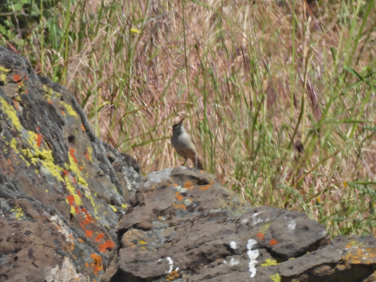 Rock Wren - Zac Denning