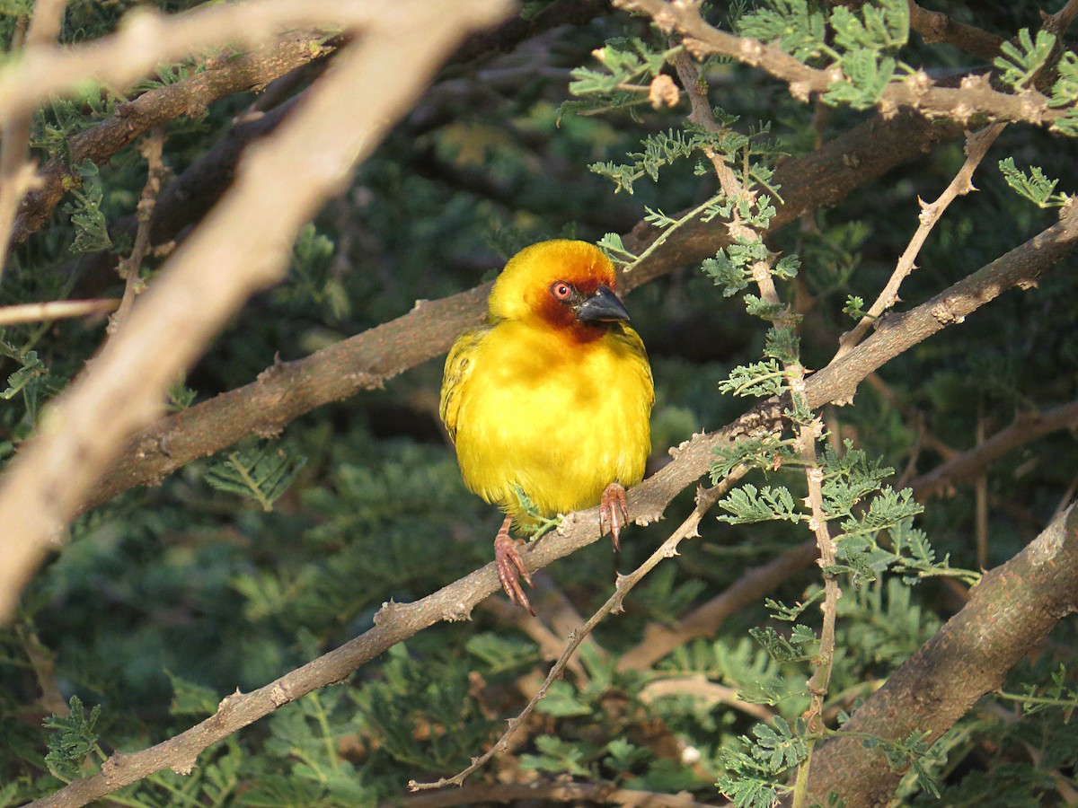 Rüppell's Weaver - ML618115565